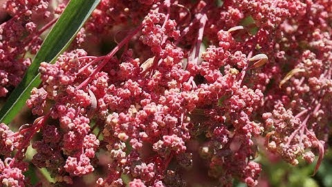 Red Aztec Spinach Seed Harvesting with The Permaculture Student Online