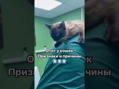 Отит у кошек: признаки и причины