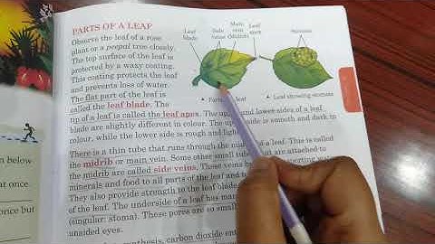 Class -4  Ch-2 (The food factory of plants)