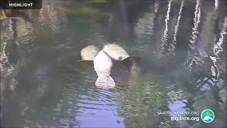 Above Water Manatee-Cam at Blue Spring State Park | 2023 Highlights by Explore Oceans 3,897 views 1 year ago 1 hour, 52 minutes