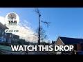 Taking Down a HUGE Lime Tree 😳🌳 | TAG Tree Care 🌳