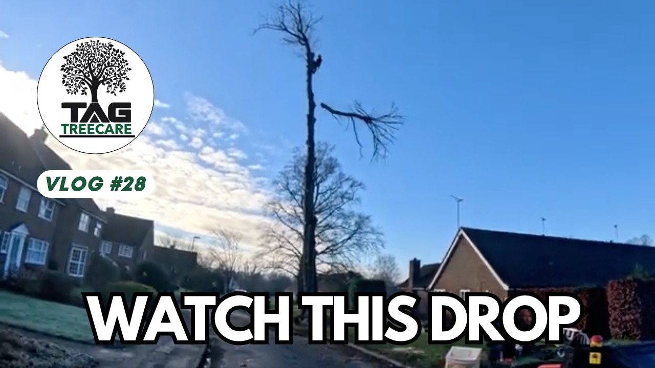 Taking Down a HUGE Lime Tree 😳🌳 | TAG Tree Care 🌳