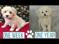MALTIPOO PUPPY GROWING UP: from 1 week to 1 year | Rosco's Journey from Puppy to Full Grown
