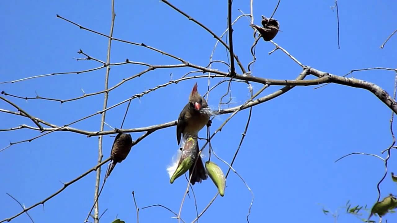 video phone beyonce mp3 female Northern cardinal eating seeds from a vine laguna atascosa 2011-02-06