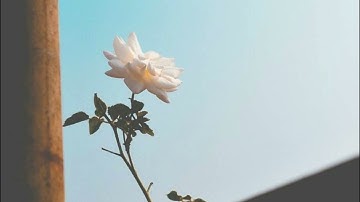(الأخلاء يومئذ بعضهم لبعض عدو إلا المتقين (٦٧) يا عباد لا خوف عليكم اليوم...) بعض ايات سوره الزخرف