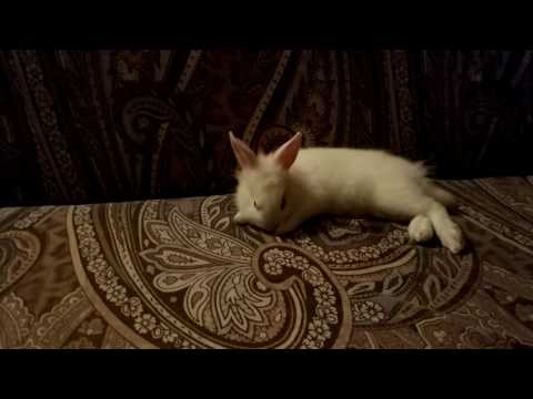 Кролик отдыхает
