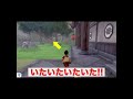 #Shorts ファイヤーをひたすら追いかけて捕まえるというミッション