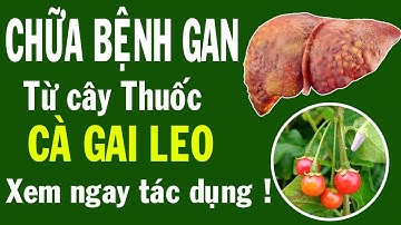 Cây cà gai leo chữa bệnh gan như nào? Uống nhiều có tốt không, tác dụng cà gai leo ra sao?