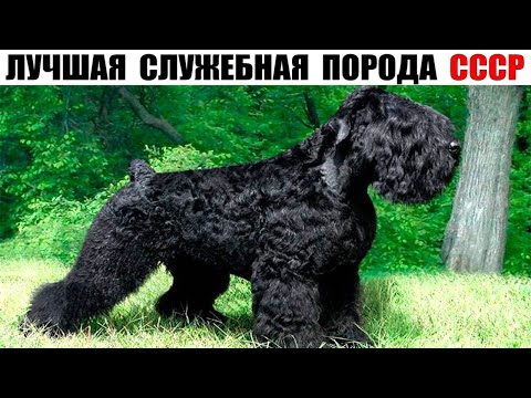 Собака Сталина – Русский черный терьер, лучшая служебная порода СССР!