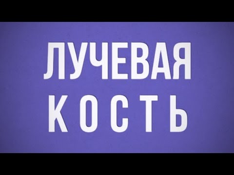 Лучевая кость (Os Radius)