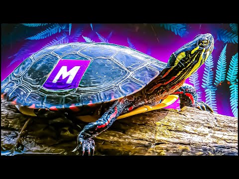 Видео: MEGA Turtle БЕЗ FR в Адопт Ми 2021! 🐢 ТОП ТРЕЙДЫ в Adopt Me Роблокс адопт ми трейд