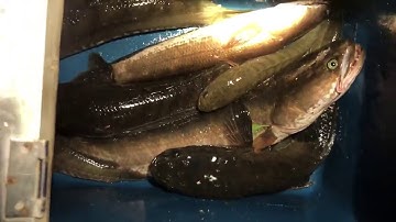 Gỡ cá mỏi tay , cắm câu cá lóc mùa gió bấc - plug snakehead fishing