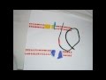 Mitochondria import system part five: like a barrel in the inner membrane