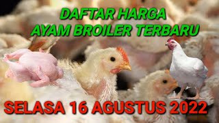 Harga Ayam Broiler Rabu 10 Agustus 2022. 