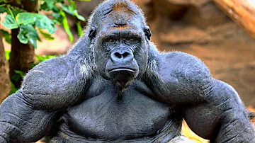 ¿Qué fuerza tienen los puñetazos de los gorilas?