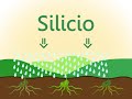 La importancia del silicio en tus cultivos