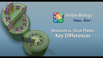 Visible Biology Bites | Monocot vs. Dicot Plants