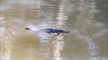 Viewing Platypus in Yungaburra, Atherton Tablelands