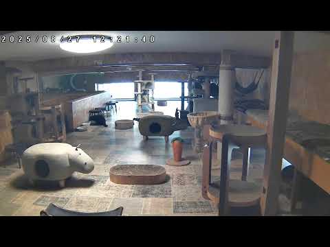大人猫の部屋2階Live@笑にゃんこ王国(秩父) [Cat live]