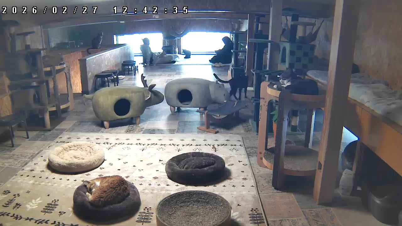 大人猫の部屋2階Live@笑にゃんこ王国(秩父) [Cat live]