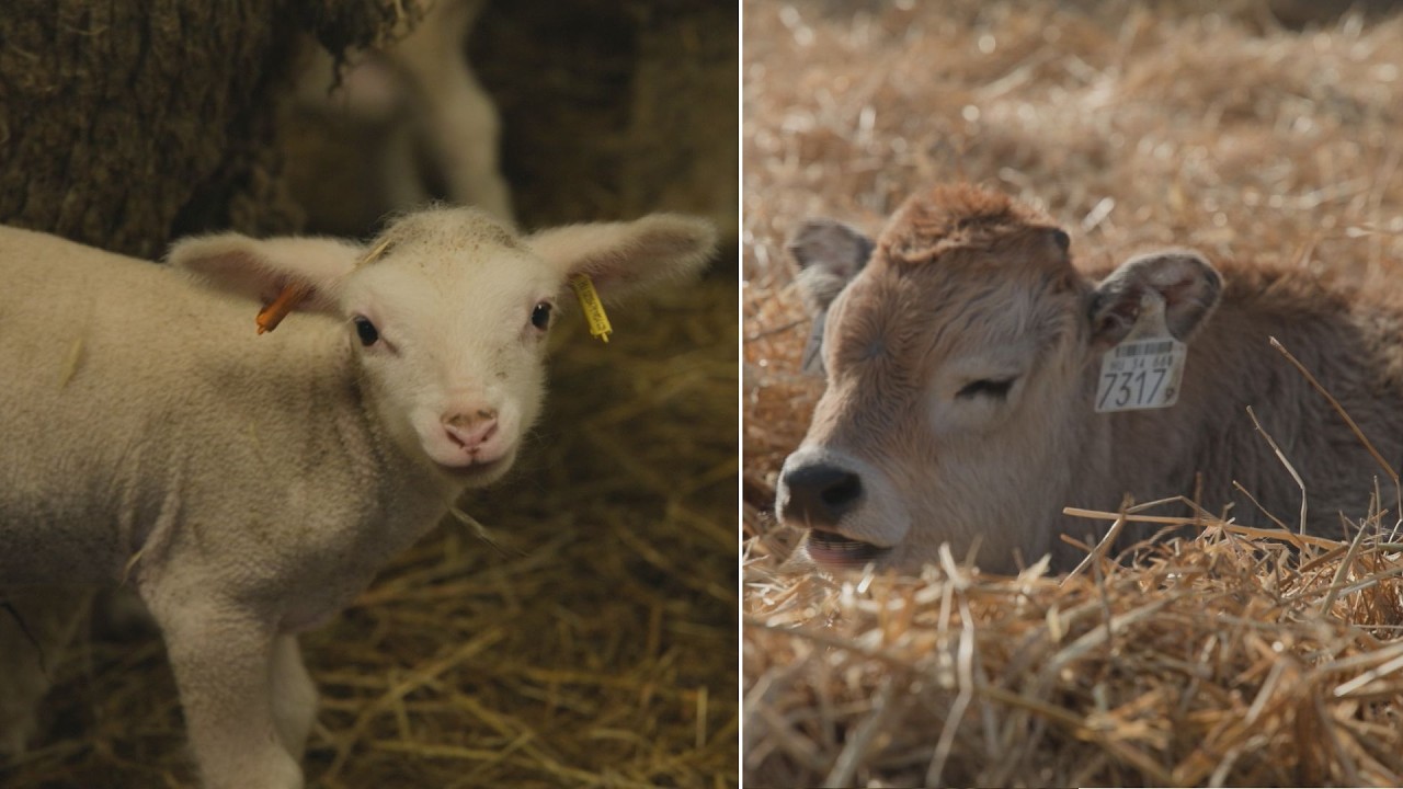 M5 TV – Magyar örökségünk - génmegőrzés a Hortobágyon – 2026/10. adás – 2026.03.08.