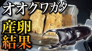 【週間半経過】オオクワガタ産卵セット割り出し結果【クワガタ飼育】