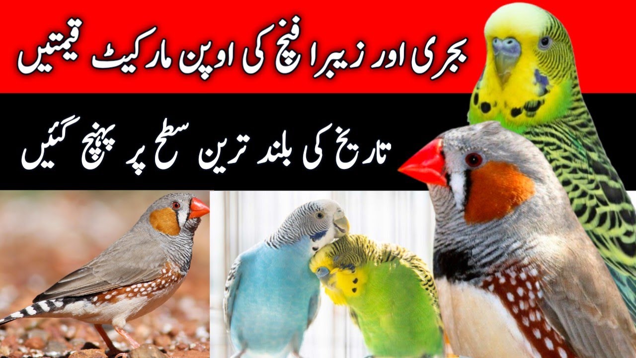 Zebra Finch & Budgies Parrot New Open Market Prices 2026 | Mini Zoo Birds 