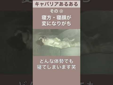 【キャバリア】あるある・特徴その④ #shorts