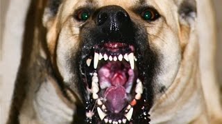 НА МЕНЯ НАПАЛА ОГРОМНАЯ СОБАКА УКУСЫ ПО ВСЕМУ ТЕЛУ ИСПУГАЛАСЬ ДО УЖАСА НА МЕНЯ НАПАЛА ОГРОМНАЯ СОБАКА УКУСЫ ПО ВСЕМУ ТЕЛУ ИСПУГАЛАСЬ ДО УЖАСА