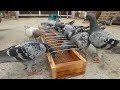 How to make Pigeons Feeding tray at home