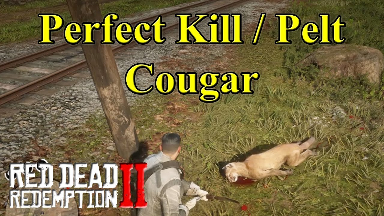 Rdr2 Cougar How To Get A Perfect Kill Pelt Youtube 
