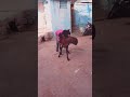 ગુજરાતી કોમેડી વિડીયો Mp3