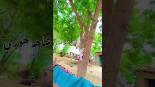Fozia Soomro Jalal Chandio Sindhi Song