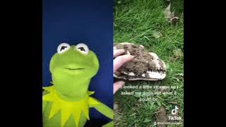 Ya think it’s a bird ? ( Tiktok meme ) with Kermit