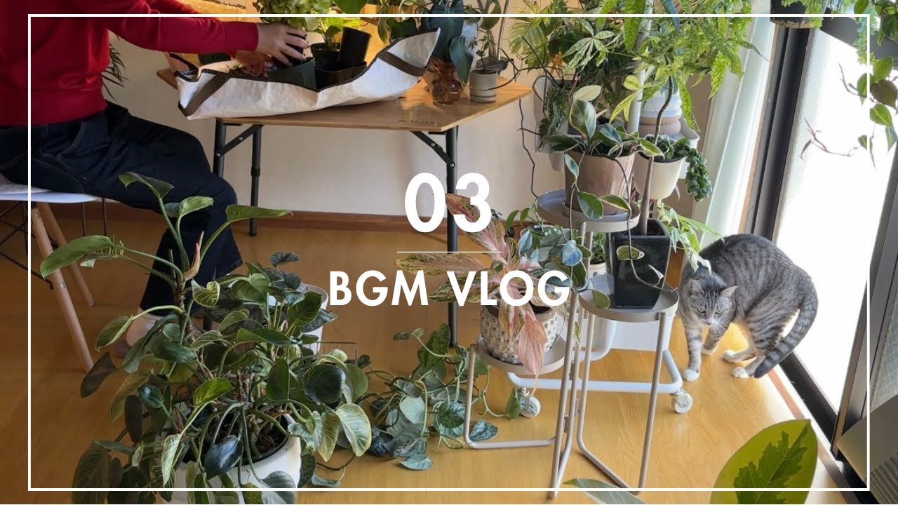 #22 ベンガレンシスの剪定とマランタの植え替え🪴｜BGM vlogPruning Benghalensis & Repotting Maranta