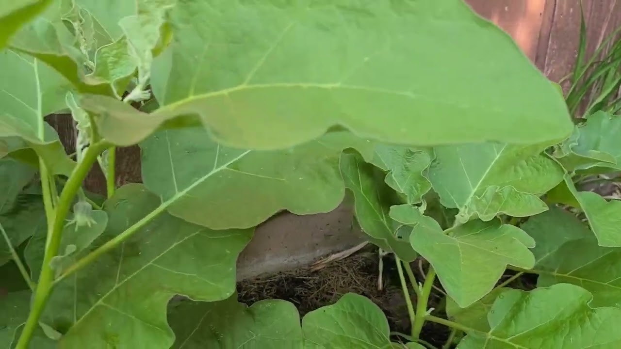 xav ces tu2 siab kawg li os cas niaj hnub nyob noj xwb muaj hmoo tiag2 li