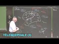 Anatomie des lobes sillons et gyrus crbraux tlencphale 3  neuroanatomie 10