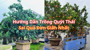 Cách Trồng Và Chăm Sóc Cây Quýt Thái Tại Nhà Giúp Sai Quả | Nhà Vườn Vũ Tiến