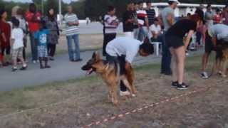 Concours du Berger Allemand C.T.B.A