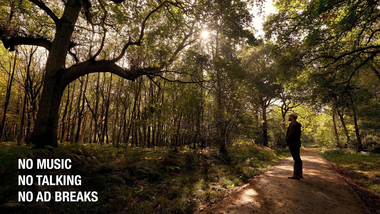 50 Minutes of British woodland sounds and scenes in 4K