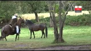 CABALLO PERUANO DE PASO, Embajador cultural del Perú