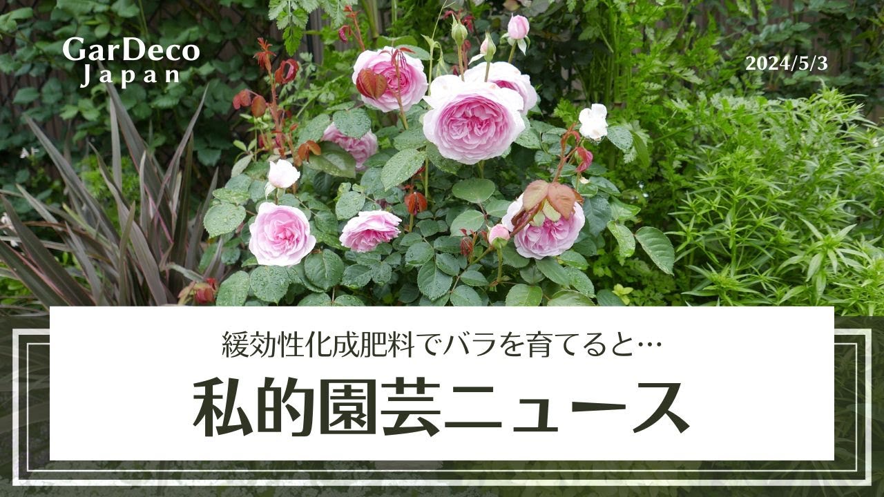 【緩效性化成肥料でバラを育てると…？】私的園藝ニュース（2024年4月22日～5月3日）