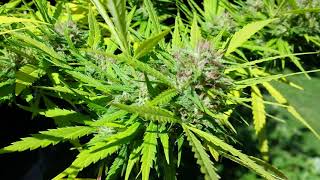2020 outdoor grow update by your Canadian girl grower Gingasnapz