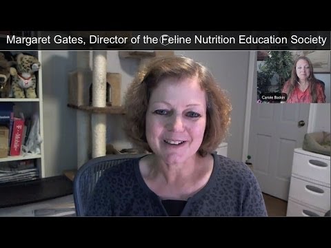 leopard print Cat Chat Show 60