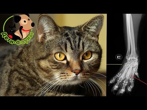 Остеохондродисплазия. Заболевание суставов и костей у кошек