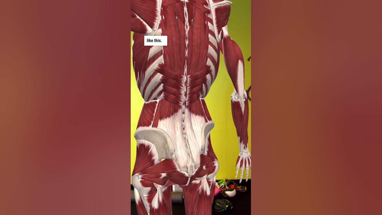 The dimples of venus or apollo youtube