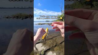 Thats Why The Fishyflow Rod Is