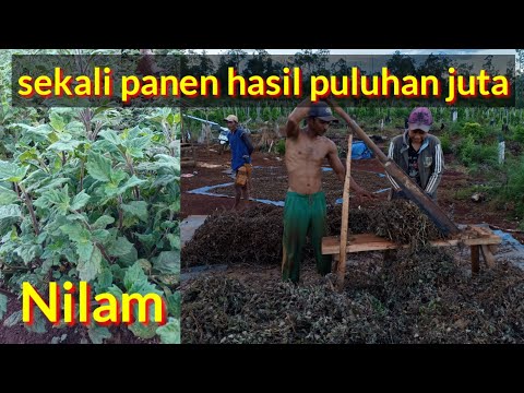 Video: Apa yang dimaksud dengan tumbuhan penghasil?