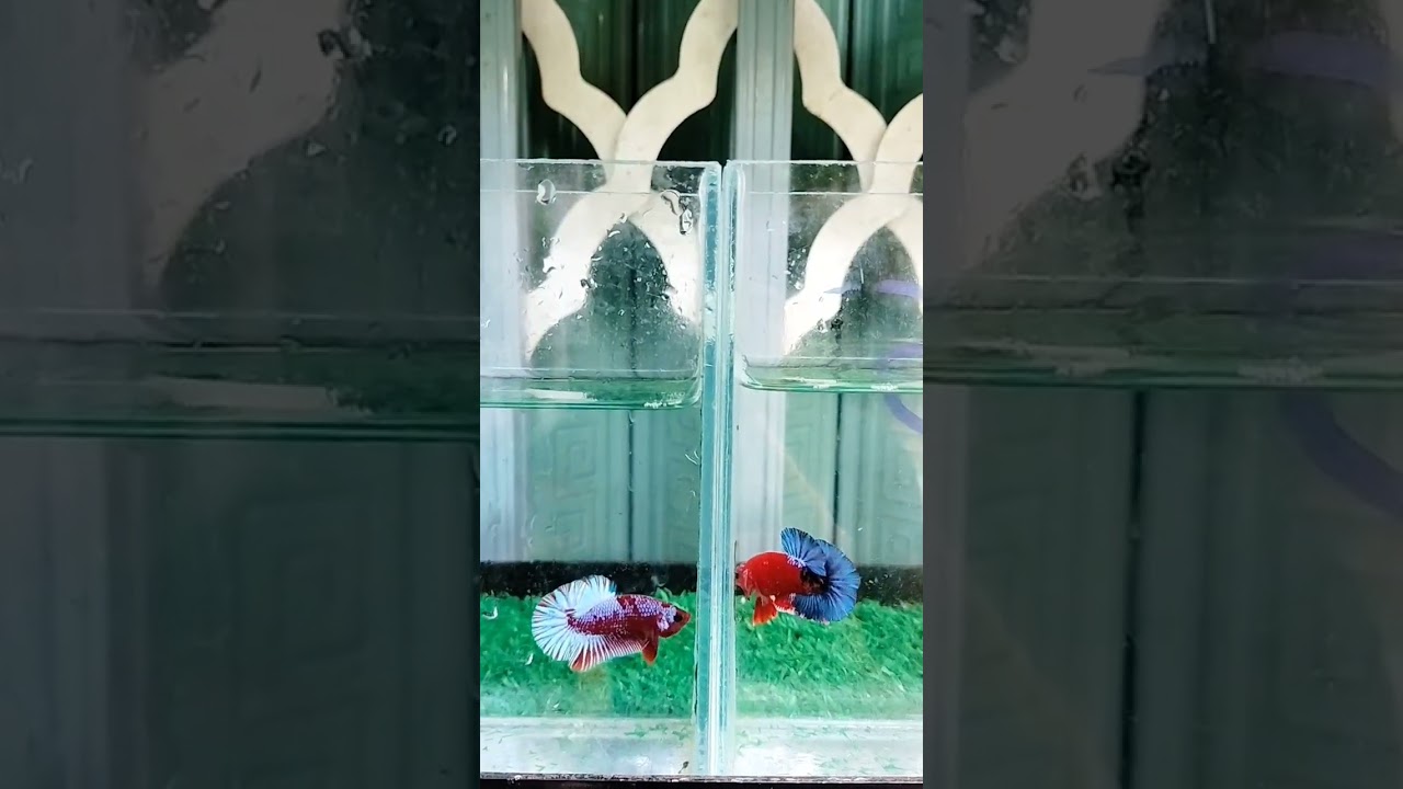 Cá Betta (Vẻ đẹp của red fancy). - youtube