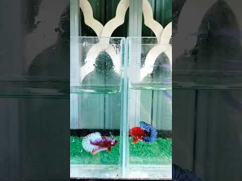 Video Cá Betta (Vẻ đẹp của red fancy). - youtube
